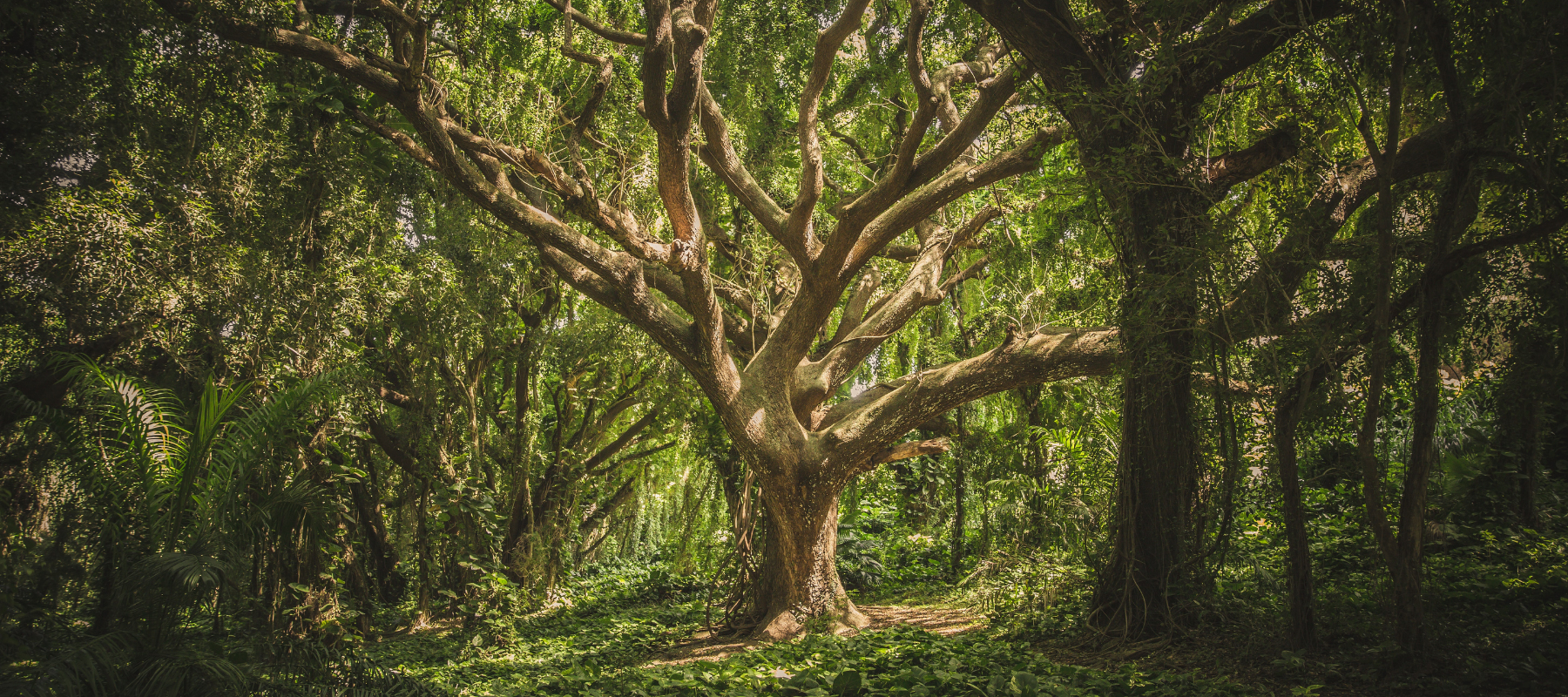Yggdrasil - Weltenbaum der nordischen Mythologie