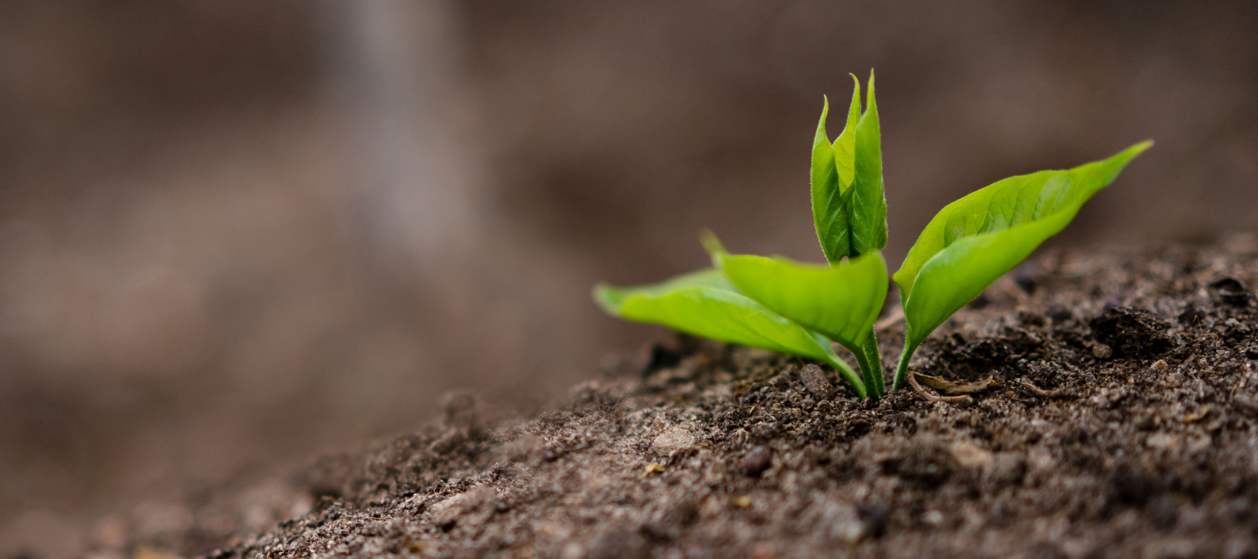 Kaffeepflanze zu Hause anbauen